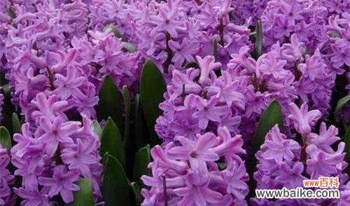 揭秘紫色风信子的神秘花语 紫色风信子花语