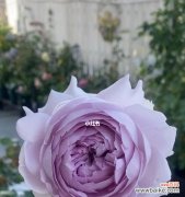 追寻爱情 紫色的月季花语