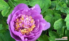 探索紫色牡丹的含义与传说 紫色牡丹花语与其美丽之谜