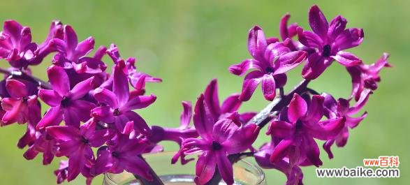 紫色风信子的传说与诠释 紫色风信子的花语——寓意神秘与尊贵