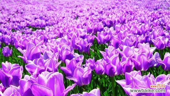 揭秘紫色花语风信子的古老神秘魅力 紫色花语风信子——内心深处的神秘寓意