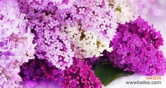 揭秘紫色花语风信子的古老神秘魅力 紫色花语风信子——内心深处的神秘寓意