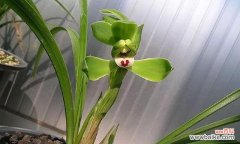 兰花气根的形成与功能及其在植物生长中的作用 探索兰花气根的奥秘