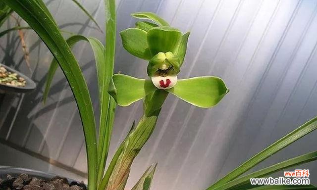 兰花气根的形成与功能及其在植物生长中的作用 探索兰花气根的奥秘