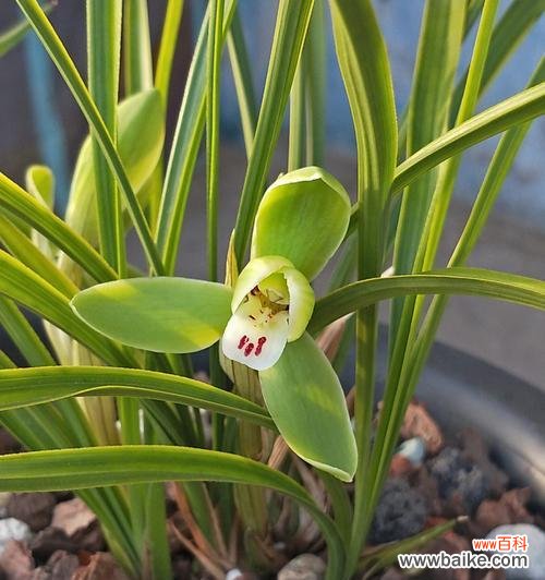 探索兰花开放的美丽与哲理 以兰花开花的象征意义