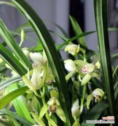 揭秘兰花的花语以及它的多样化外观 探寻兰花的花语与美丽