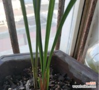 凝聚着华夏文明的瑰宝 以兰花复壮——传统文化的活力与传承