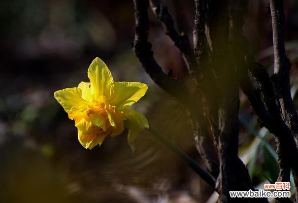 揭示兰花所代表的不同人物形象及内涵 兰花之美