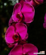 揭示兰花所代表的不同人物形象及内涵 兰花之美