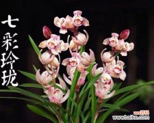 破解兰花矮品种的奥秘与发展前景 探索兰花矮品种的多样意义