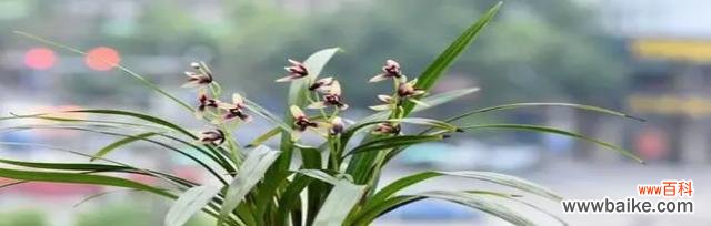 探寻兰花独特的象征意义 以兰花送人的含义与寓意