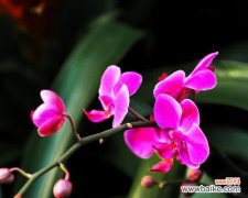 探索兰花在文化中的意义和价值 兰花的美好象征