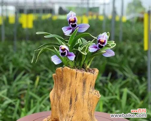 探索兰花在文化中的意义和价值 兰花的美好象征