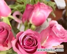 玫瑰花的寓意与象征 冷美人玫瑰