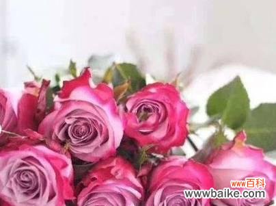 冷傲美丽的玫瑰 冷美人玫瑰的花语与传说