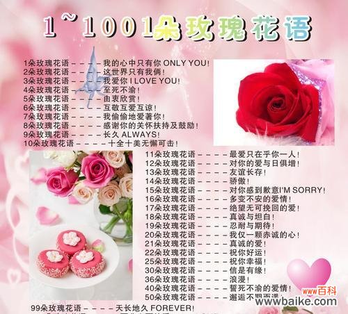 冷傲美丽的玫瑰 冷美人玫瑰的花语与传说