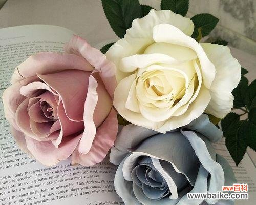 冷傲美丽的玫瑰 冷美人玫瑰的花语与传说