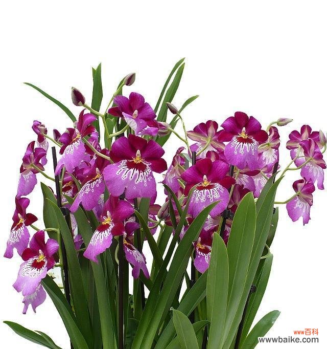 传承千年的高雅与祝福 兰花的寓意与花语