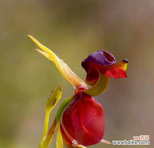 神秘兰花背后的语言与象征 探寻兰花语的深意