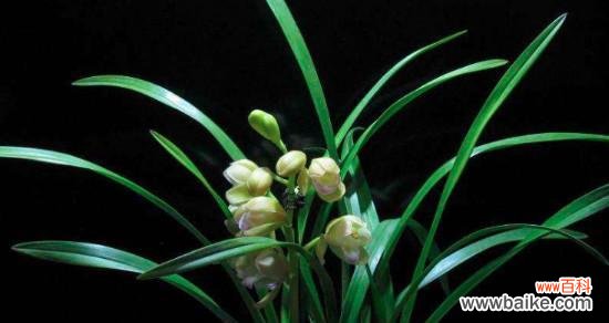 探寻兰花的文化内涵及社会价值 兰花的象征意义与传承