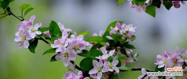 探寻龙须海棠的花语之美 龙须海棠花语