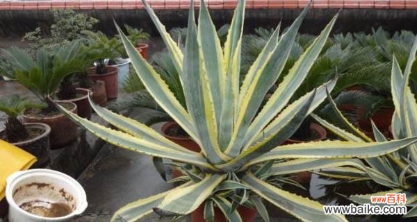 追寻自由 龙舌兰花