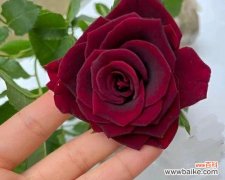 神秘的花语及其象征意义 流星雨月季花花语