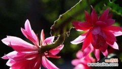 揭示令箭荷花的花语 令箭荷花的花语