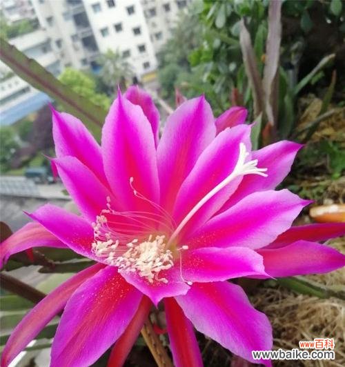 揭示令箭荷花的花语 令箭荷花的花语