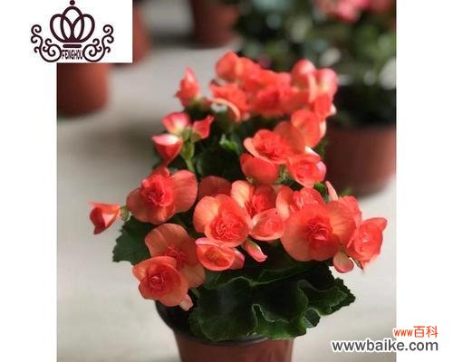 探究丽格海棠花摘心的内涵与寓意 丽格海棠花摘心意味深远