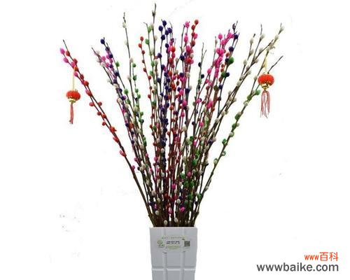 银柳的花语及象征意义 银柳花语与寓意