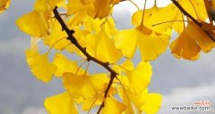 探寻银杏的寓意与价值 银杏