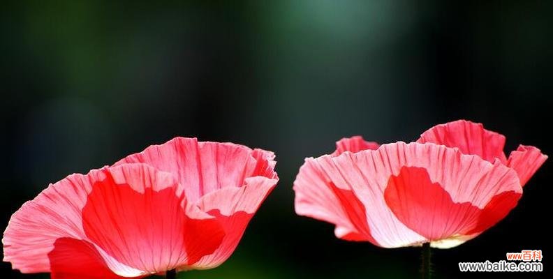 虞美人——传递着欢愉与哀愁的花朵之语 虞美人的花语与意义——舞动人心的美丽与悲伤