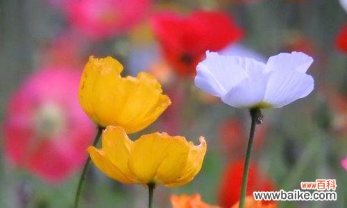 虞美人——传递着欢愉与哀愁的花朵之语 虞美人的花语与意义——舞动人心的美丽与悲伤