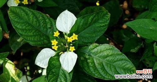 揭示榆树花朵的内涵与象征 榆树的花语与寓意