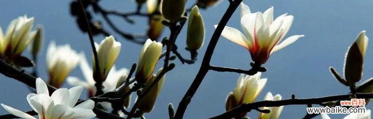 玉兰花花语寓意的探究与解读 玉兰花的花语与象征
