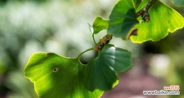 叶落归根的生命之美 银杏叶的象征意义