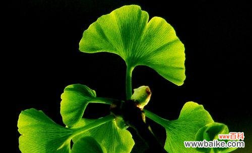 生命力的象征与内心平静的追求 银杏叶的象征意义