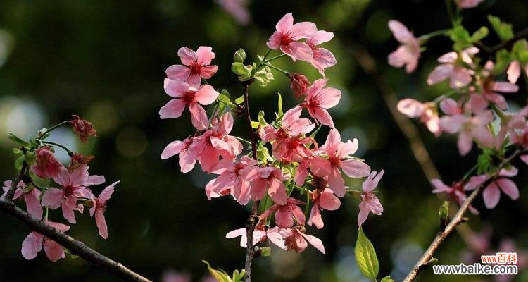 绽放于春天的希望与爱意 樱花之美