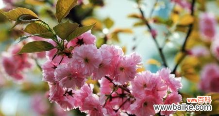 探寻樱花背后的文化内涵 樱花的象征意义与寓意