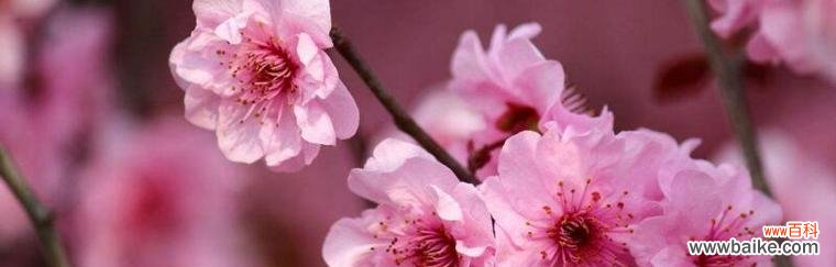 探寻樱花背后的文化内涵 樱花的象征意义与寓意