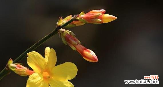传递新年祝福的美丽使者 迎春花