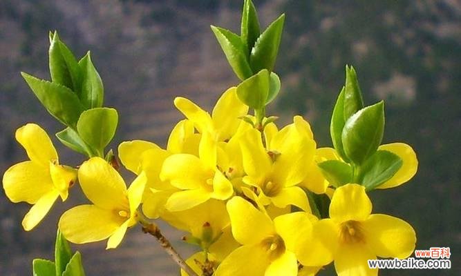 传递新年祝福的美丽使者 迎春花