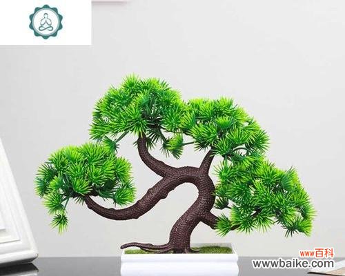 探寻迎客松的象征意义和文化价值 迎客松