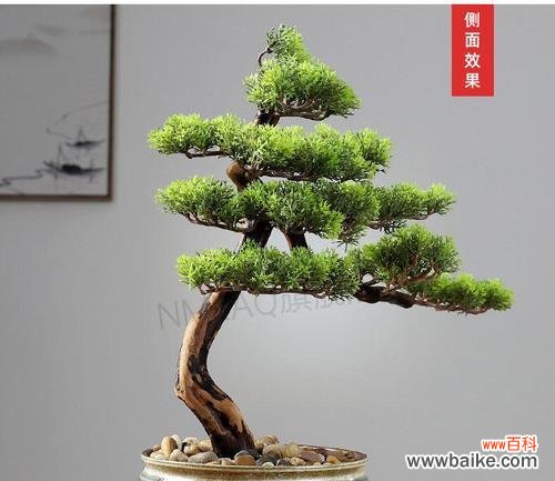 探寻迎客松的象征意义和文化价值 迎客松