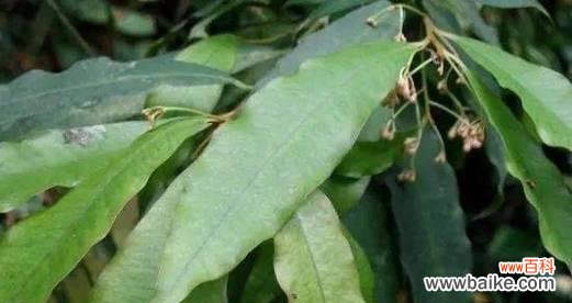 常绿硬叶林植物叶片的形态与生理特性 常绿硬叶林的叶片特点——坚韧适应恒常绿化