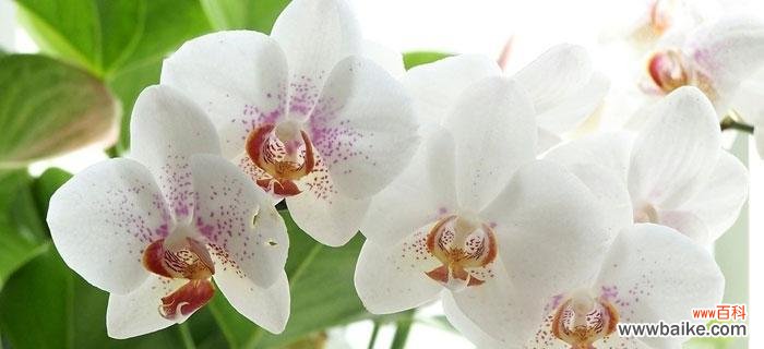 深情告白之语——用花朵传递爱的信息 爱花语——以有什么花的花语代表爱的花