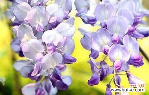 深情告白之语——用花朵传递爱的信息 爱花语——以有什么花的花语代表爱的花