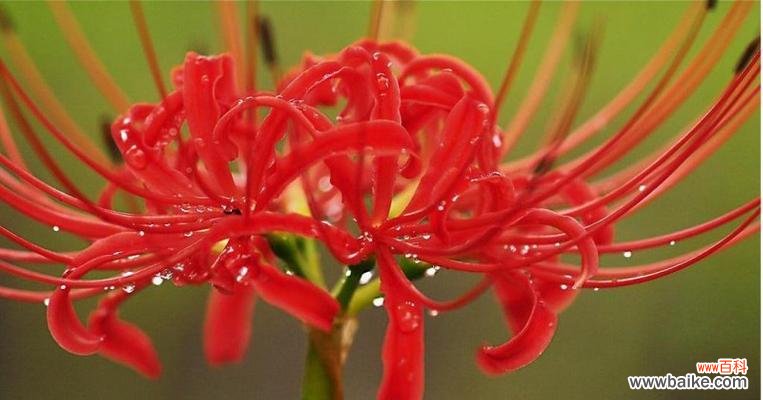 花朵传递重逢的情感 重逢之花