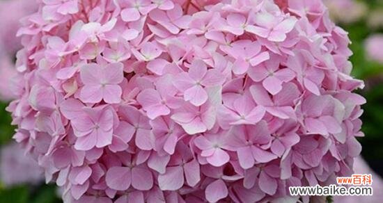 花朵传递重逢的情感 重逢之花